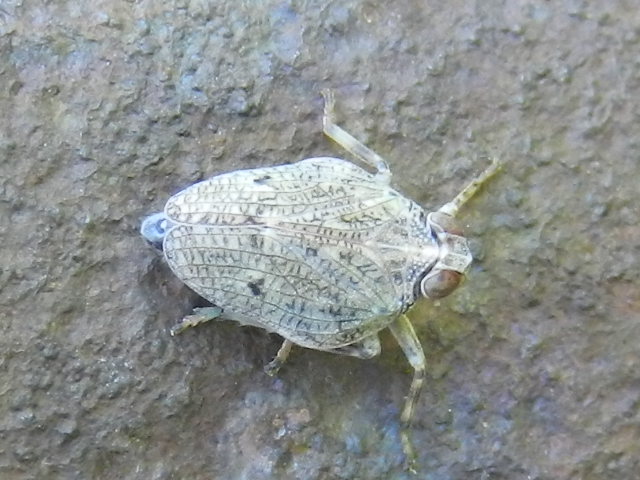Aphrophoridae ed Issidae